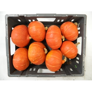 CUCURBITA OV