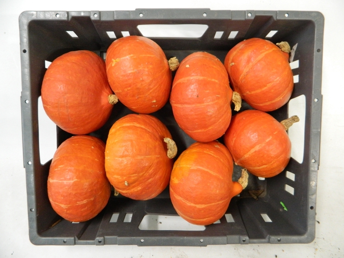 <h4>CUCURBITA OV</h4>