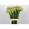 Ornithogalum Saundersiae