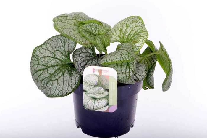 <h4>Brunnera Silver Spear</h4>