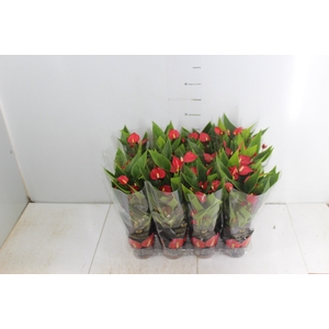 ANTHURIUM MINI MILLION FLOWERS P09