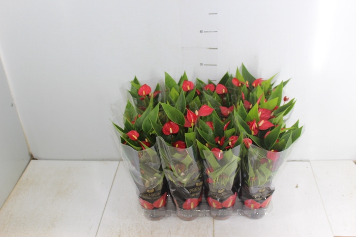 ANTHURIUM MINI MILLION FLOWERS P09