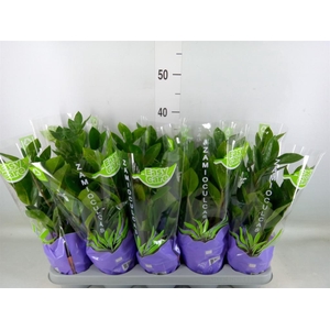 Zamioculcas zamiifolia