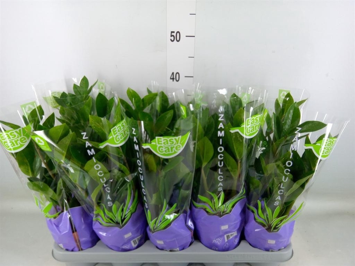 <h4>Zamioculcas zamiifolia</h4>