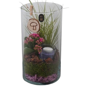 PTHG8273 Arrangementen kamerplanten