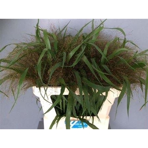 Siergras Panic Firework