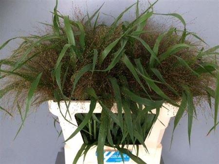 <h4>Siergras Panic Firework</h4>