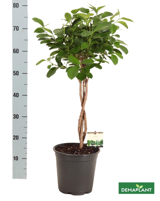 <h4>FIC MI MOCLAME</h4>