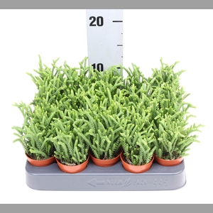 Crassula   ...