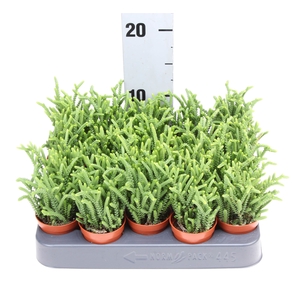 Crassula   ...