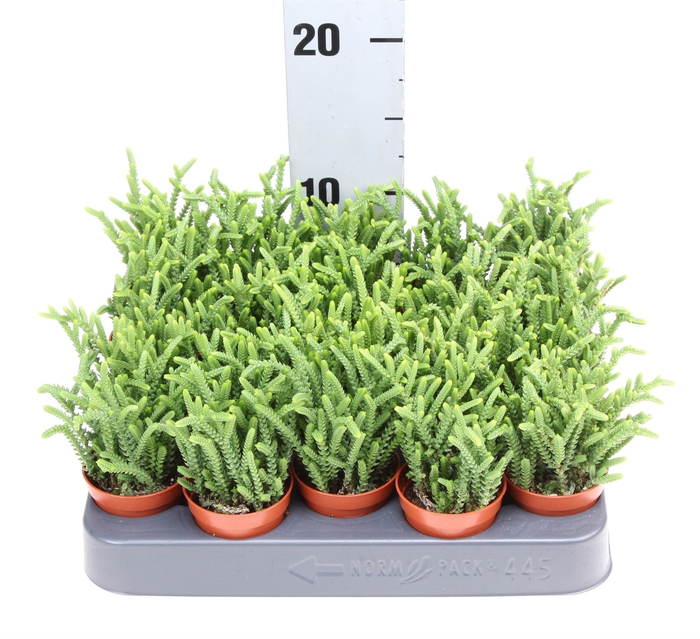 <h4>Crassula   ...</h4>