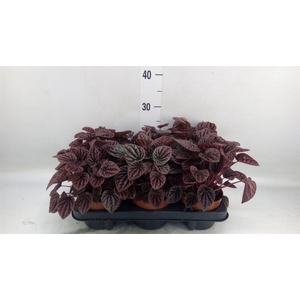 Peperomia caperata   ...