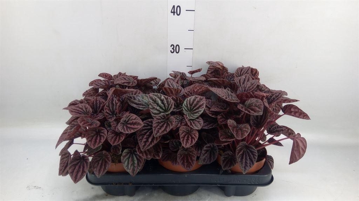 <h4>Peperomia caperata   ...</h4>