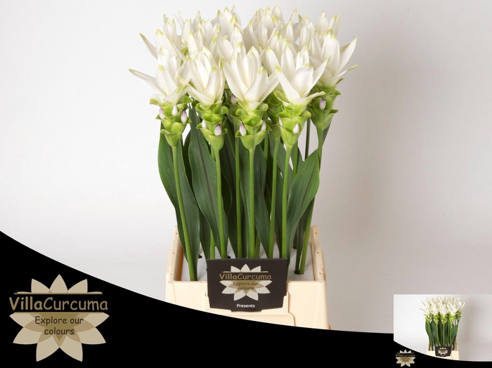 <h4>CURC AL SIAM SHINE</h4>