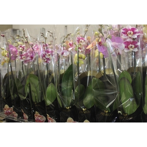 PHALAENOPSIS P12 2 HT PREMIUM