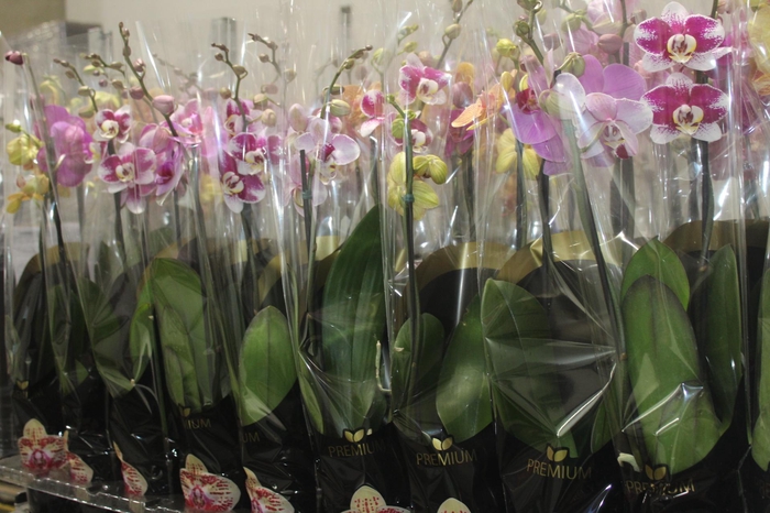 <h4>PHALAENOPSIS P12 2 HT PREMIUM</h4>