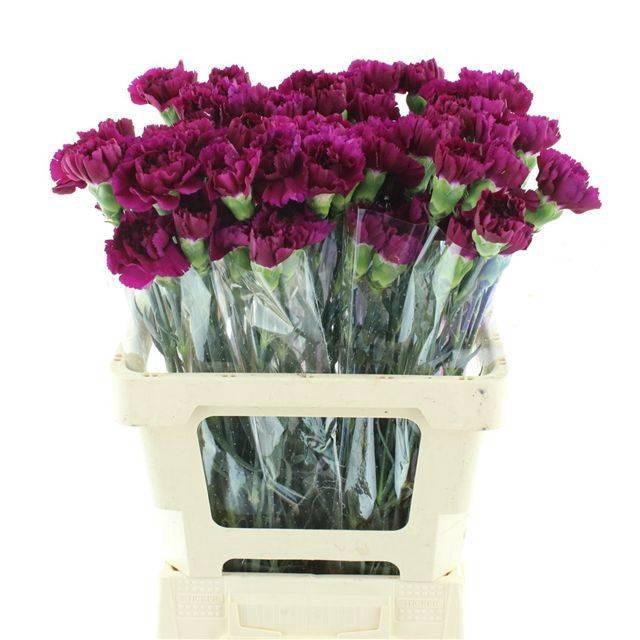 <h4>DI ST TICO TICO</h4>