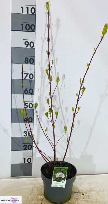 <h4>CORN ALBA SIBIRICA</h4>