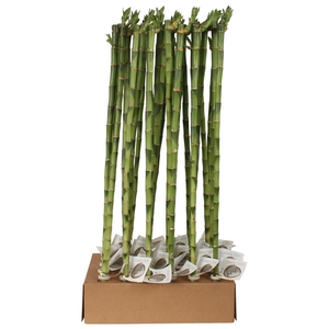 Lucky Bamboo Stem Straight 70cm in Tube & Karton Tray