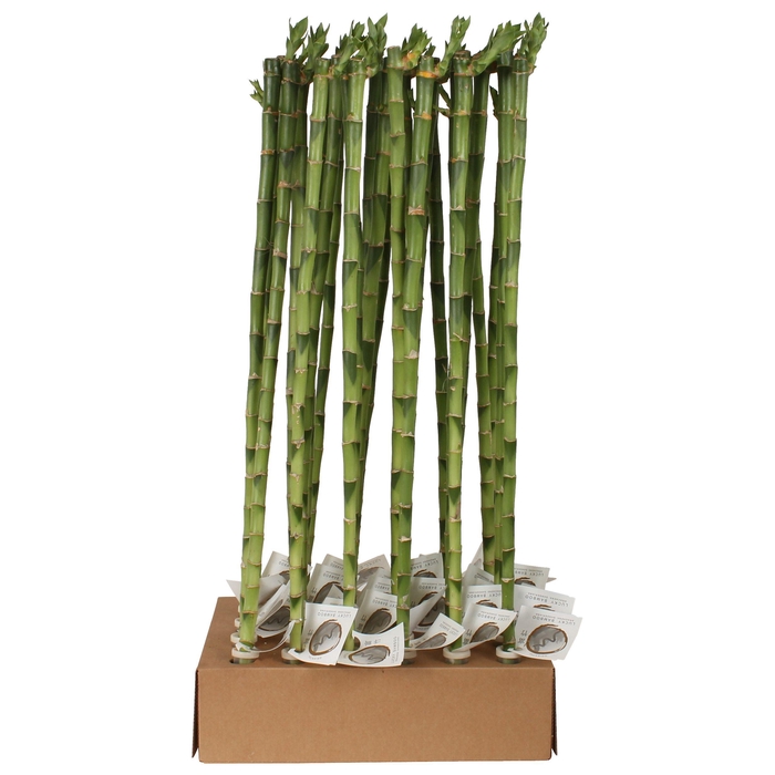 <h4>Lucky Bamboo Stem Straight 70cm in Tube & Karton Tray</h4>