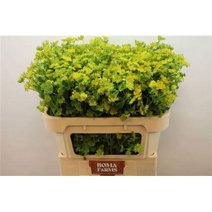 Bupleurum Rotundifol