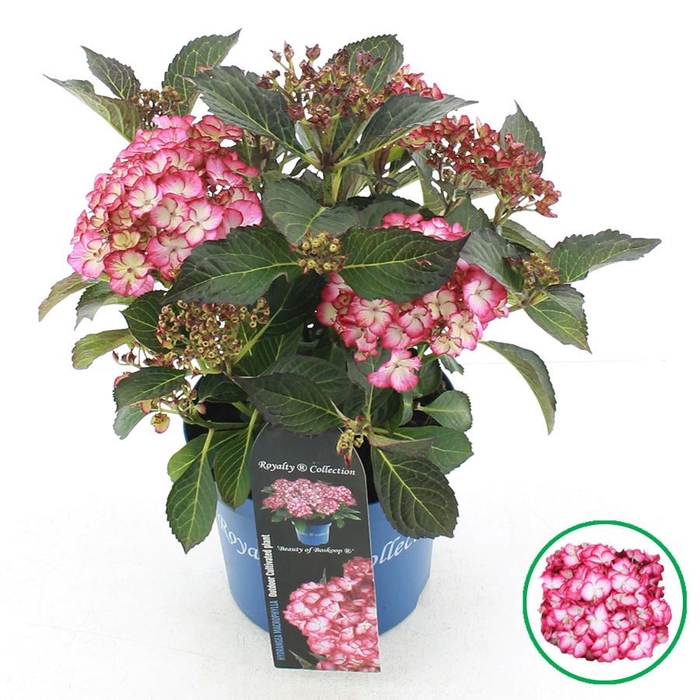 <h4>Hydrangea macr. Royalty® 'Beauty of Boskoop'® C3.5 (20cm.) Kn.</h4>