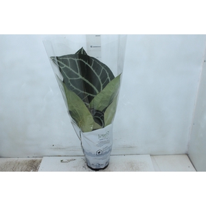 ANTHURIUM CRYSTALLINUM P17