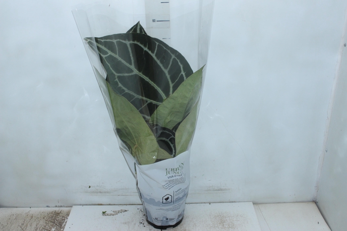 <h4>ANTHURIUM CRYSTALLINUM P17</h4>