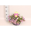 Schaal 26 Mix 13 Bacopa Trio