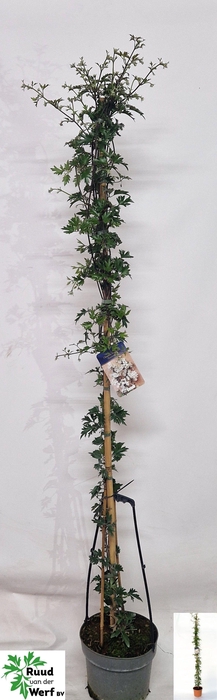 <h4>CLEM AVALANCHE</h4>