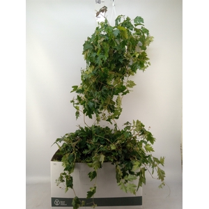Cissus rhombifolia 'Ellen Danica'