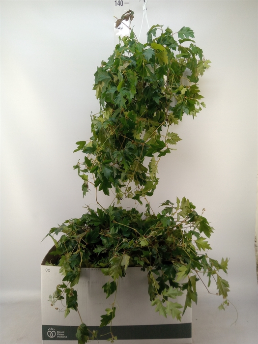 <h4>Cissus rhombifolia 'Ellen Danica'</h4>