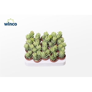 Sedum Morganianum Magnum