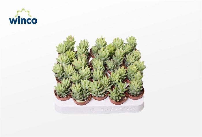 <h4>Sedum Morganianum Magnum</h4>