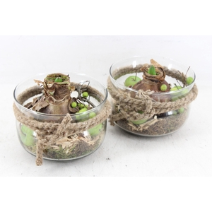 arr4 Amaryllis MB - Glas schaaltje rope kl. x6