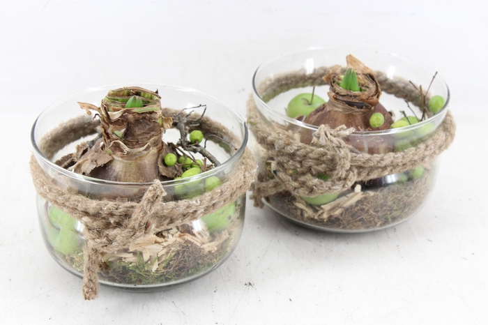 <h4>arr4 Amaryllis MB - Glas schaaltje rope kl. x6</h4>