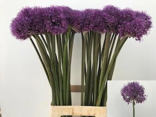 <h4>ALLIUM STATOS</h4>