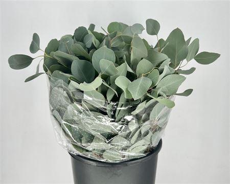 <h4>EUC. POPULUS SHORT 150 GR</h4>