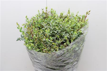 <h4>Euc Parvifolia Lang</h4>