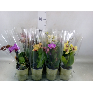 Phalaenopsis   ...mix