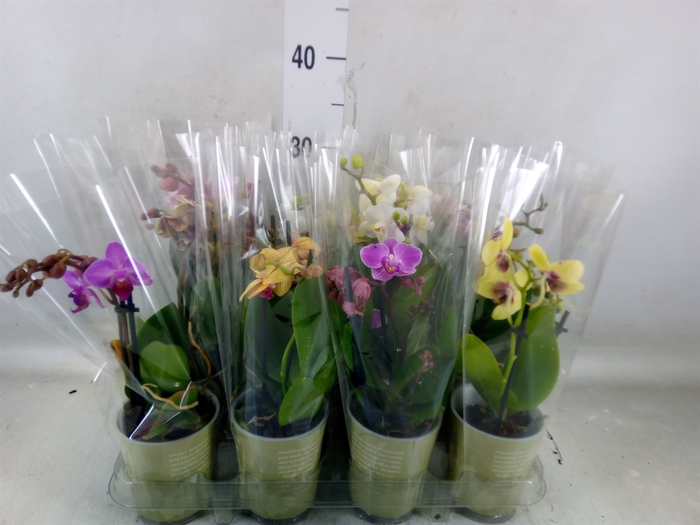 <h4>Phalaenopsis   ...mix</h4>