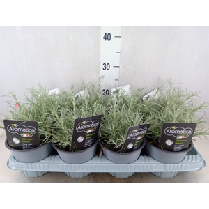 Helichrysum italicum