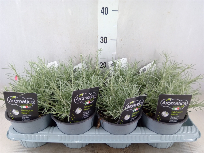 <h4>Helichrysum italicum</h4>