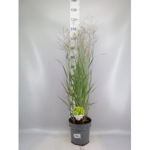 Panicum virgatum 'Heavy Metal'