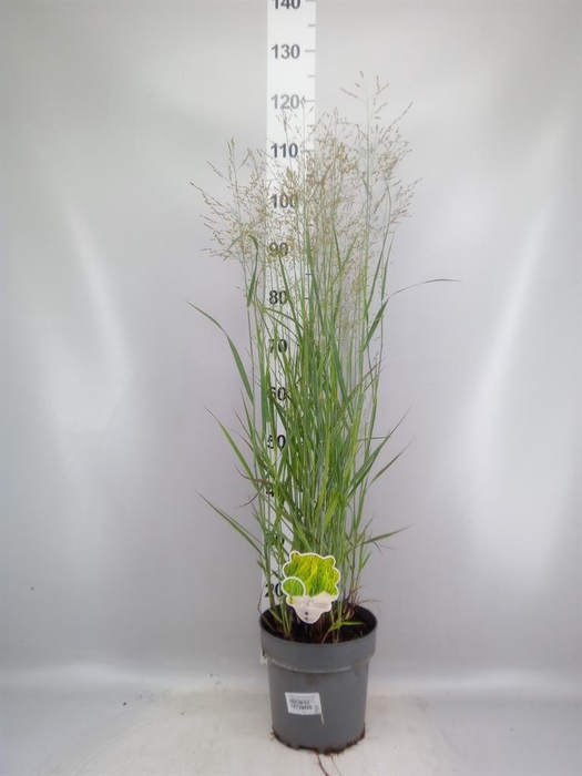 <h4>Panicum virgatum 'Heavy Metal'</h4>