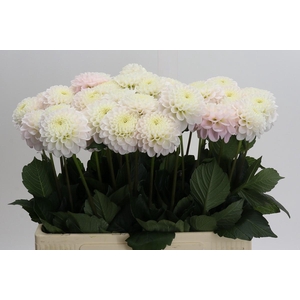 Dahlia Light Wizard