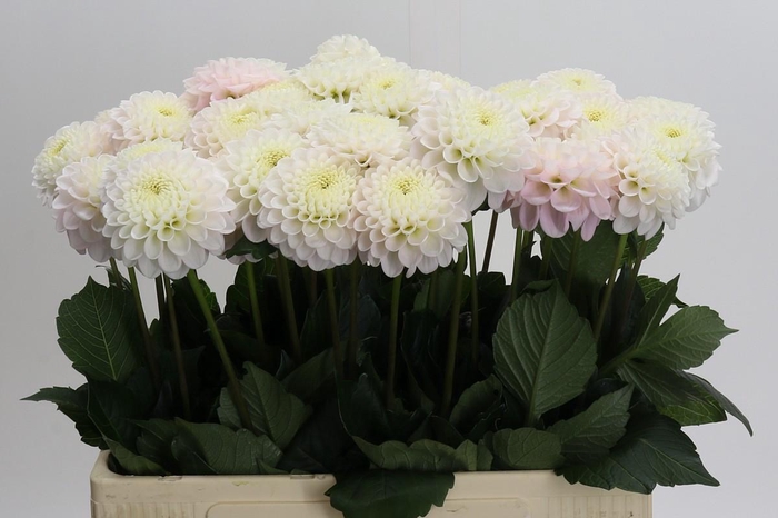 <h4>Dahlia Light Wizard</h4>