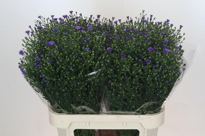 <h4>AST CASAMARE</h4>