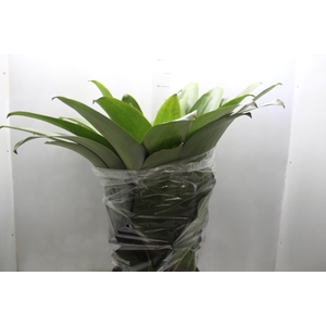 BROMELIA IMPERIAL P27 VERDE/VERMELHO