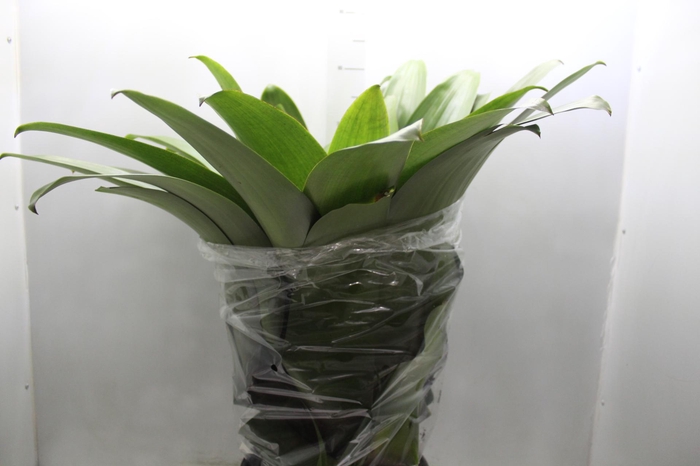 BROMELIA IMPERIAL P27 VERDE/VERMELHO